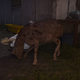 Image for article titled My Journey To Photograph All The Wildlife In The Division 2